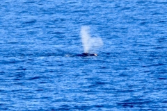 Besuch von Südkapern in Muizenberg